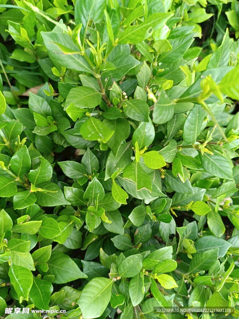 翠绿繁茂的绿叶植物
