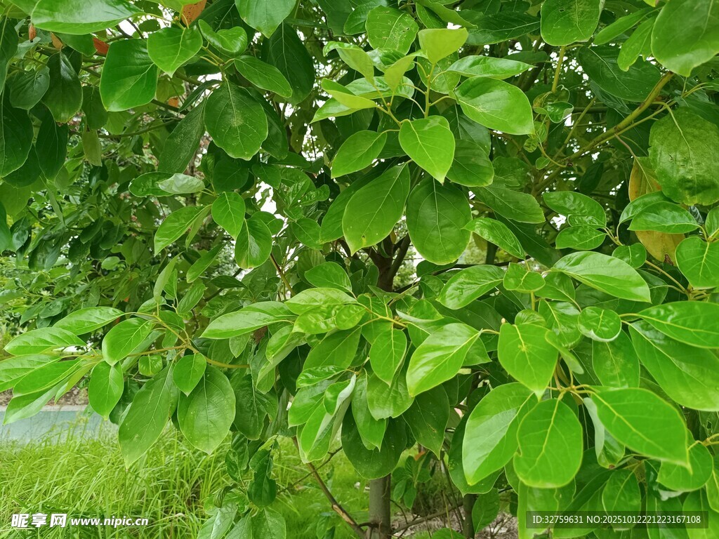 翠绿繁茂的树叶景象