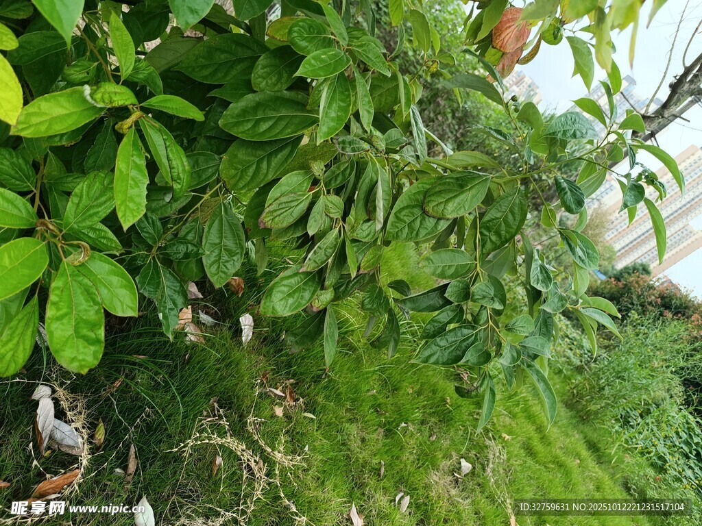 繁茂绿植