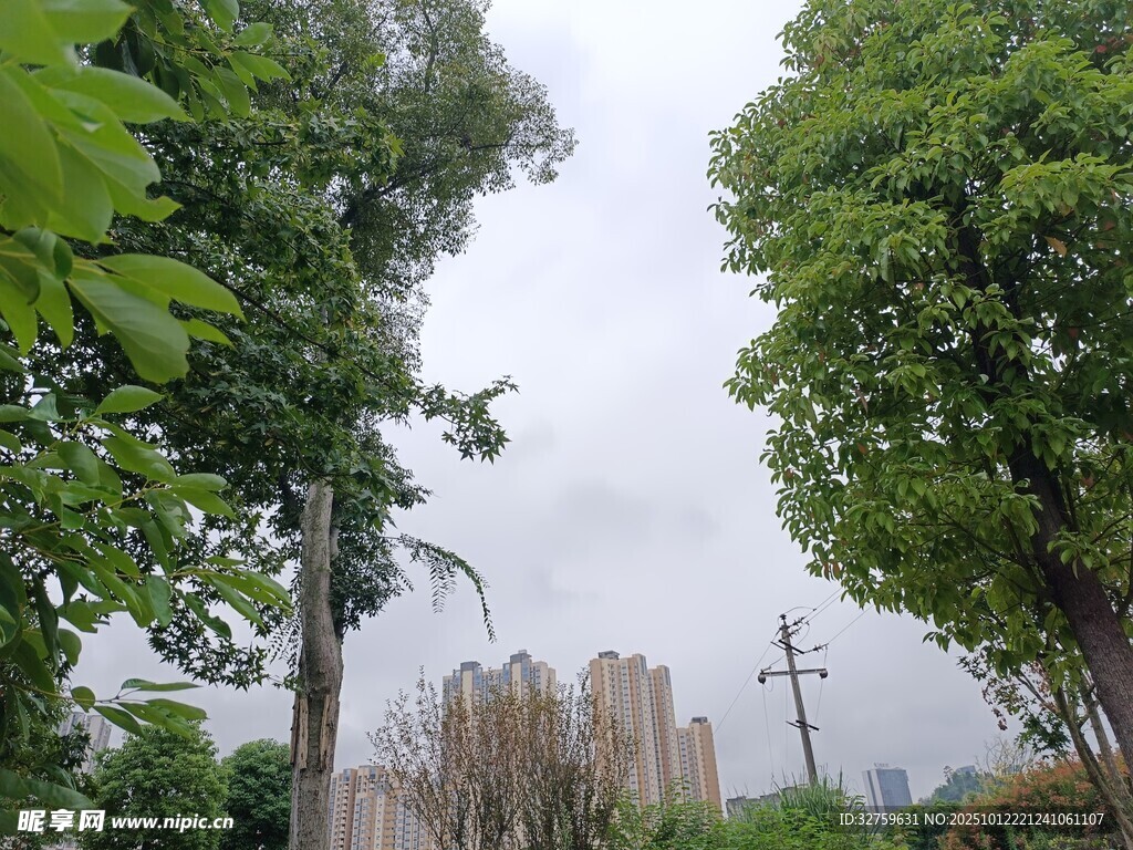 城市中的绿树景观