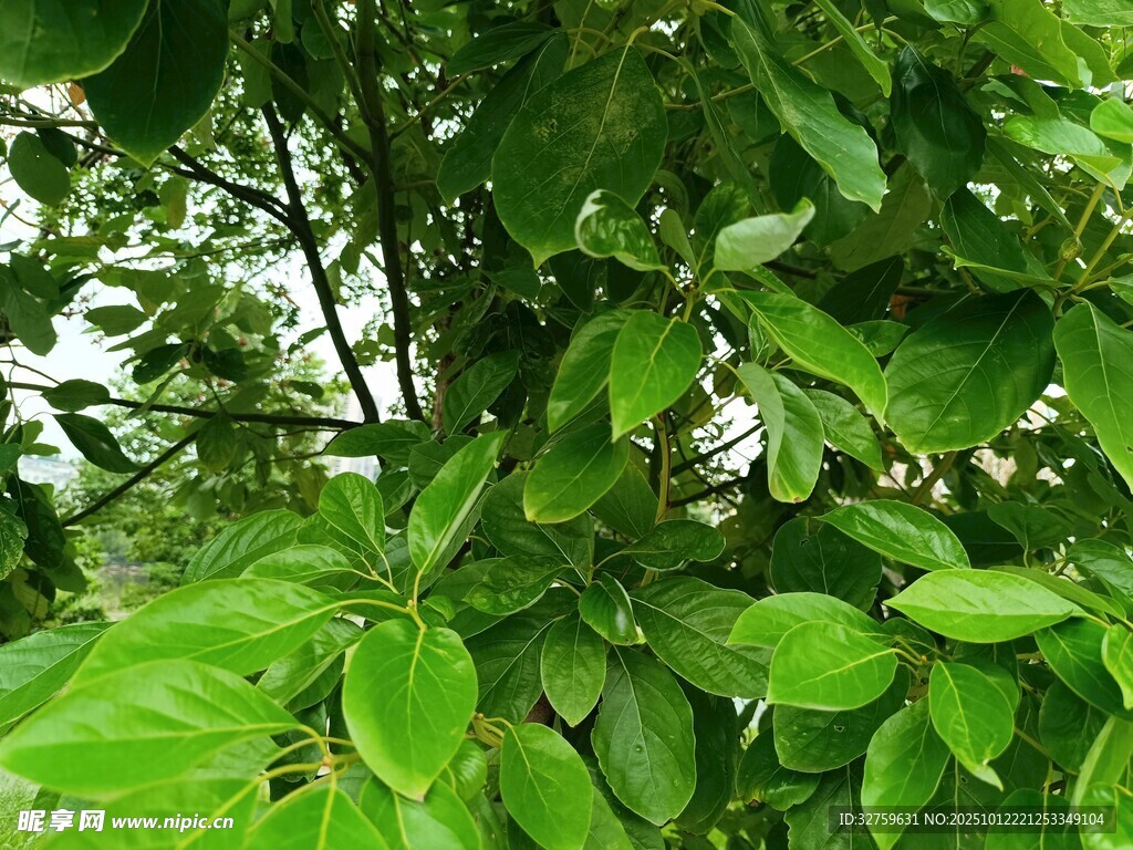 繁茂绿叶植物特写
