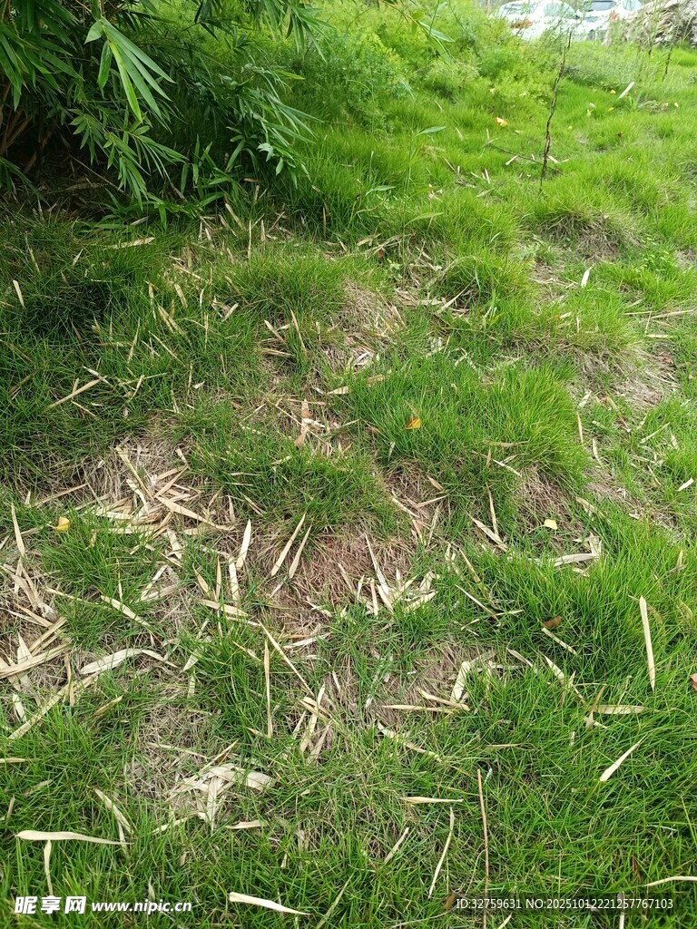草地中的斑驳地面