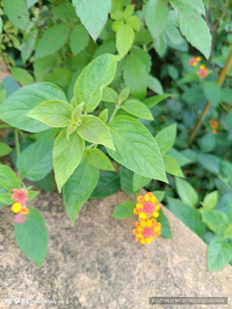 绿叶间绽放的多彩小花