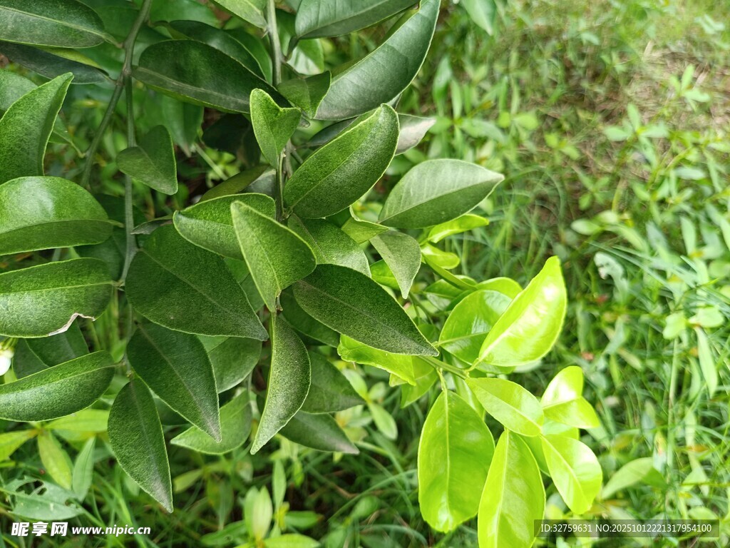 翠绿繁茂的植物叶片