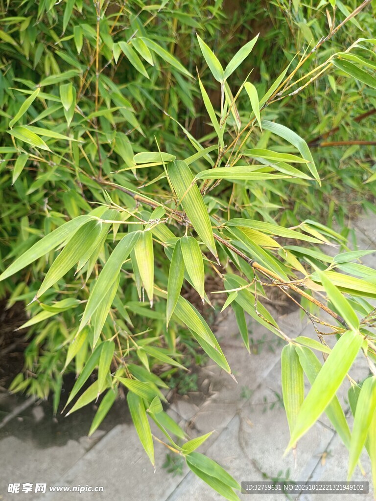 翠绿竹叶