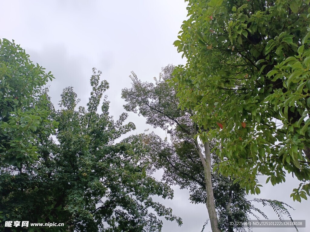 雨中葱郁树木景观