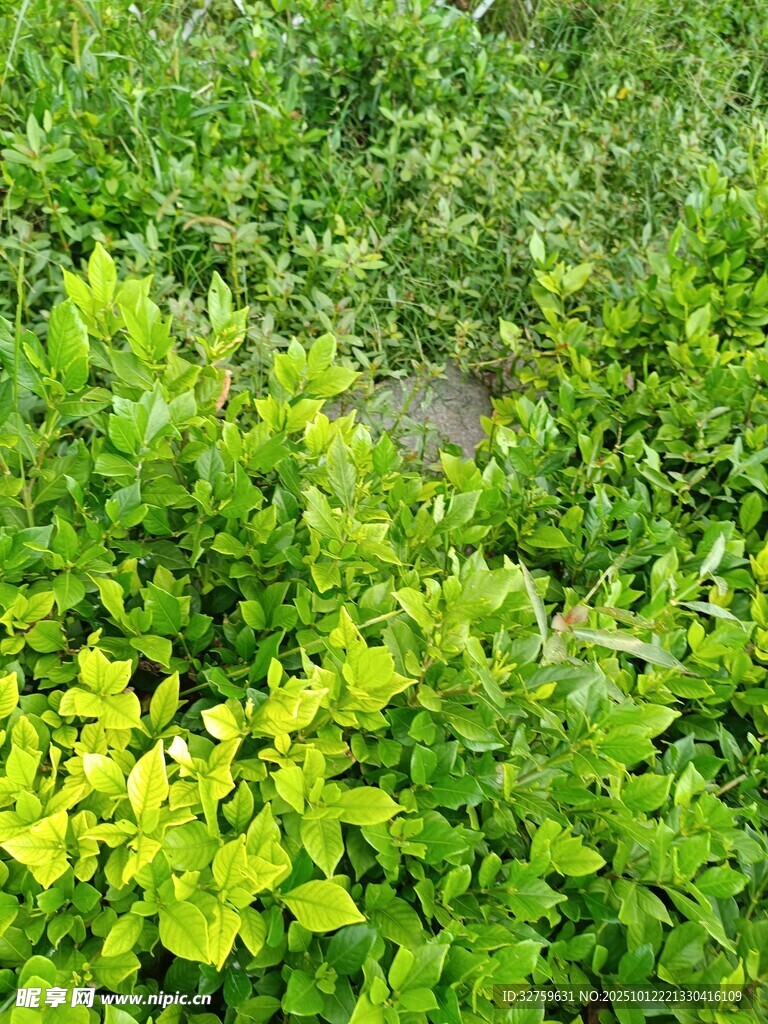 翠绿繁茂的植物景观
