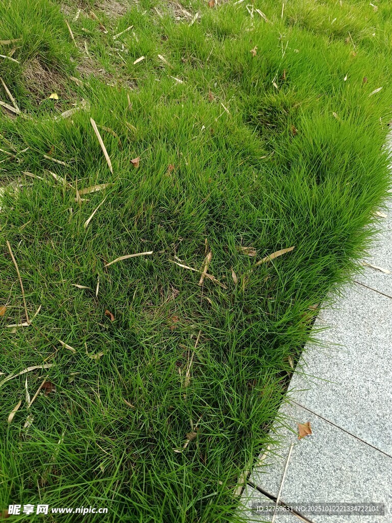 路边嫩绿草地景致