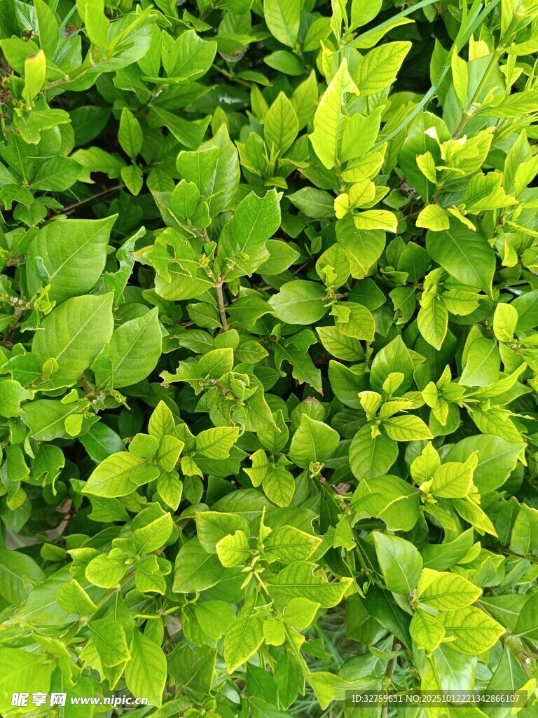 翠绿叶片植物特写