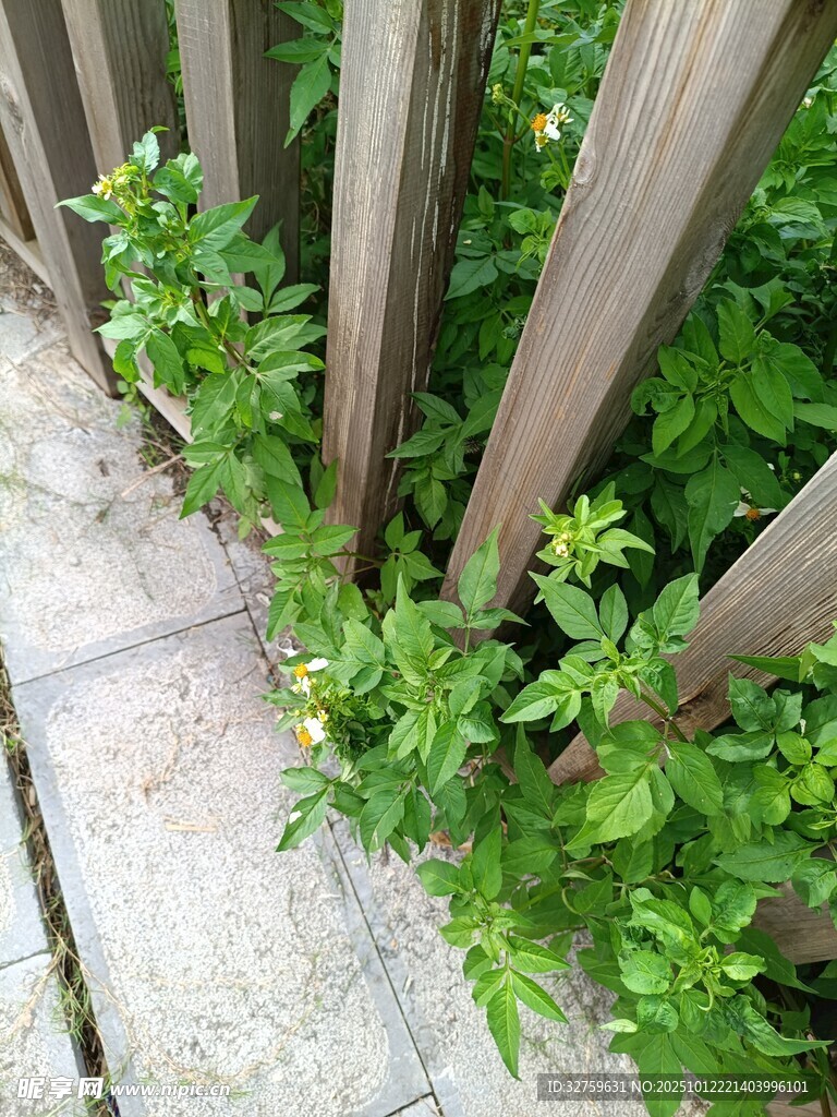 木栅栏边的翠绿植物