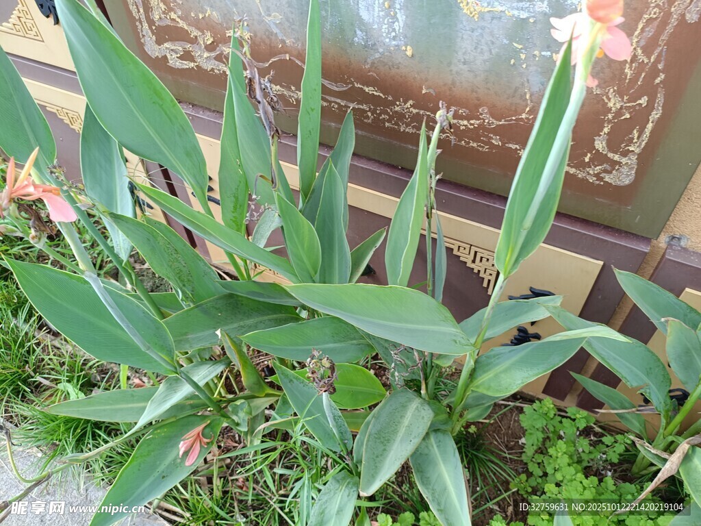 绿叶葱茏的户外植物景观