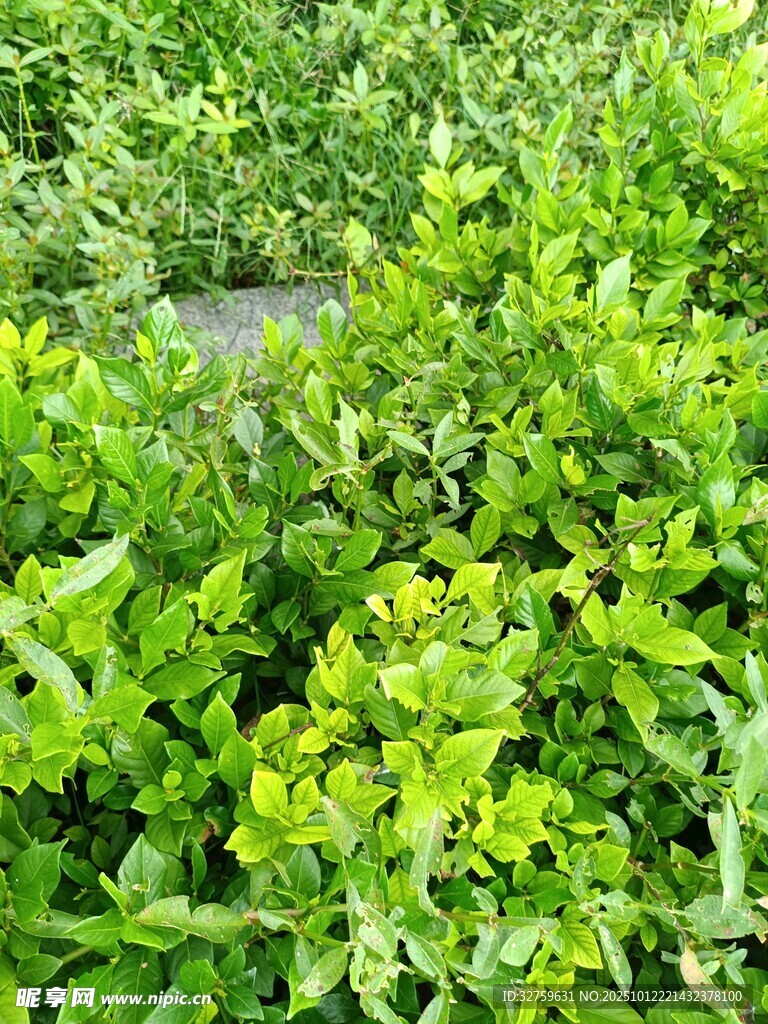 翠绿繁茂的植物景观