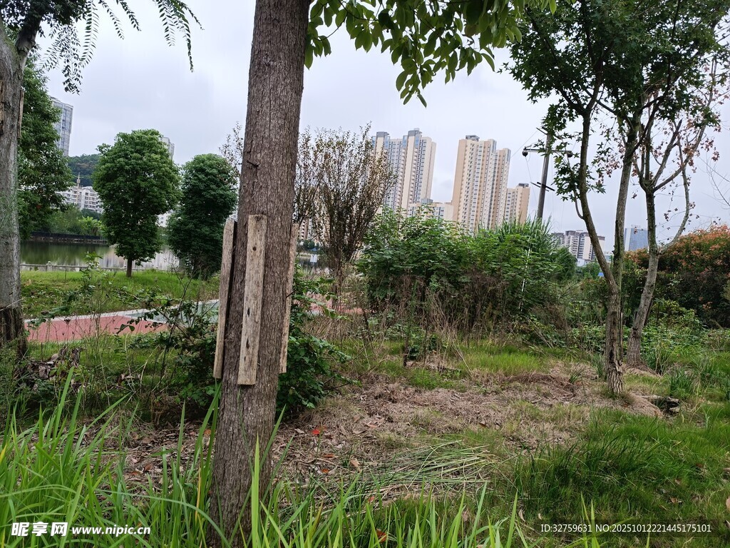 城市中的绿植与树木景观