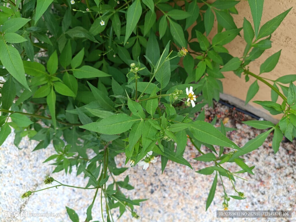 绿叶白花植物特写