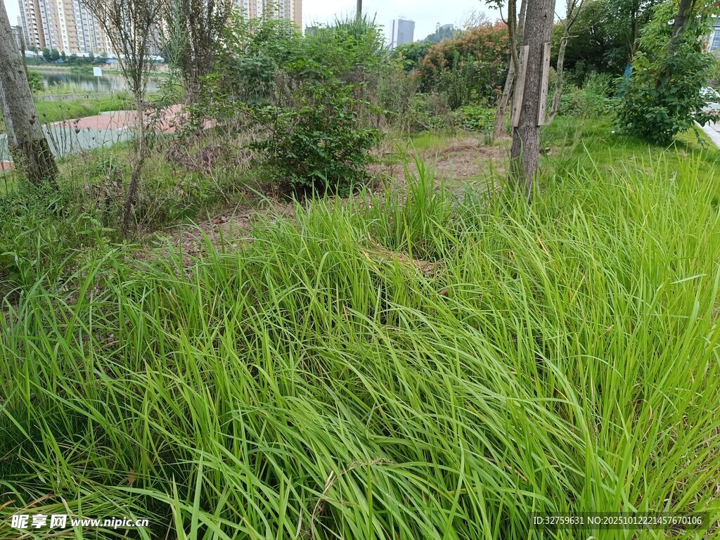 户外葱郁草地景观