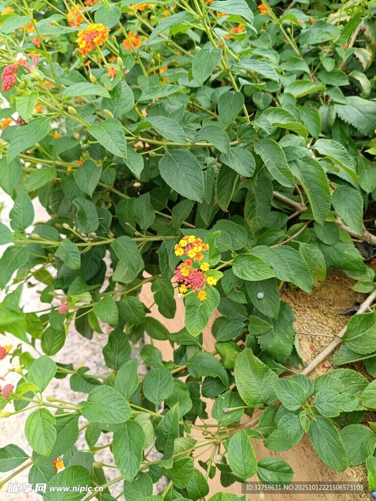 绿叶间的多彩花卉