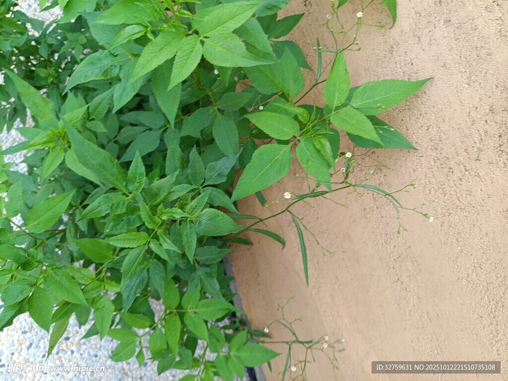 墙边翠绿植物生机盎然