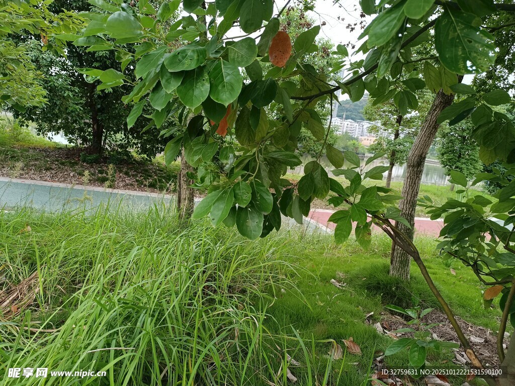 溪边繁茂绿植景观