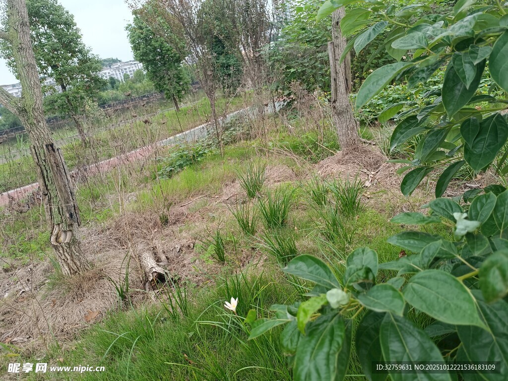 绿意盎然的乡村田园景象