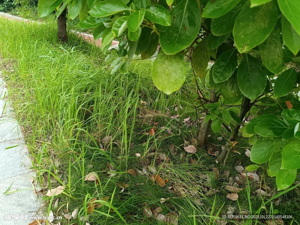 路边绿植与草地景象