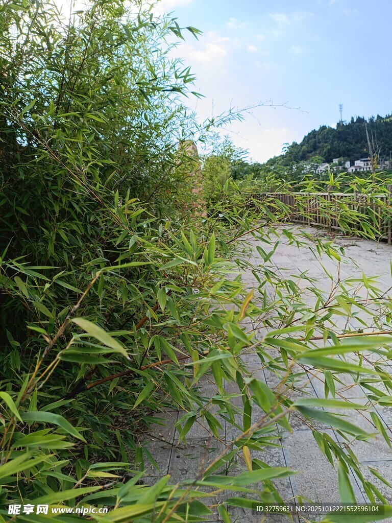 河边繁茂绿植景观