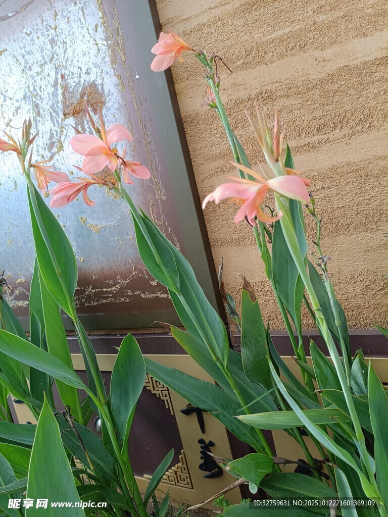 粉色绽放的美丽花卉