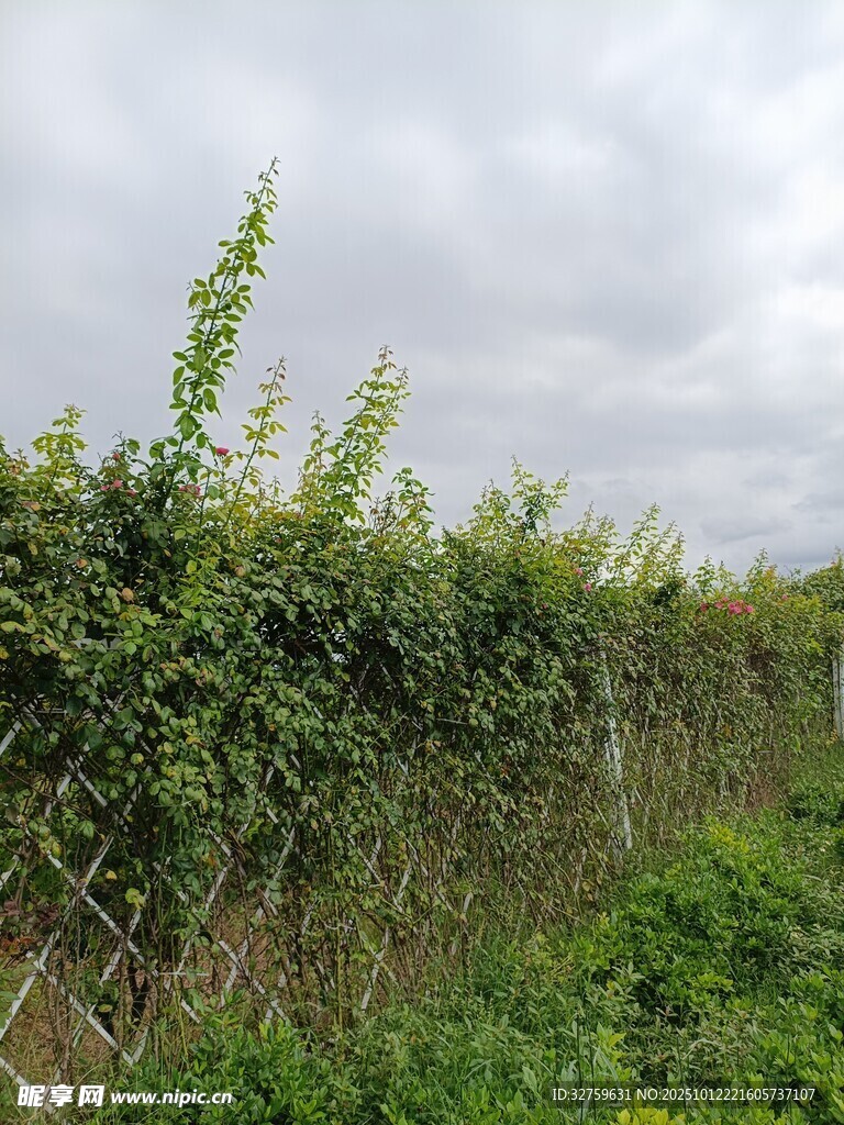 果园绿植景观