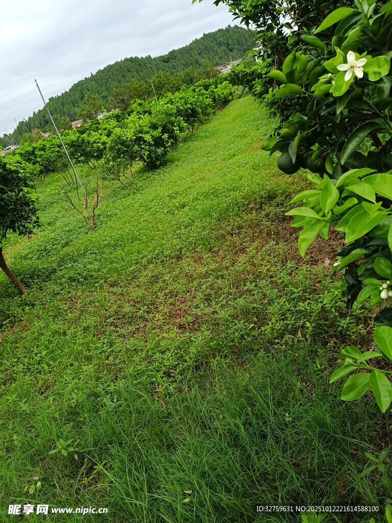 绿意盎然的田园果树景观