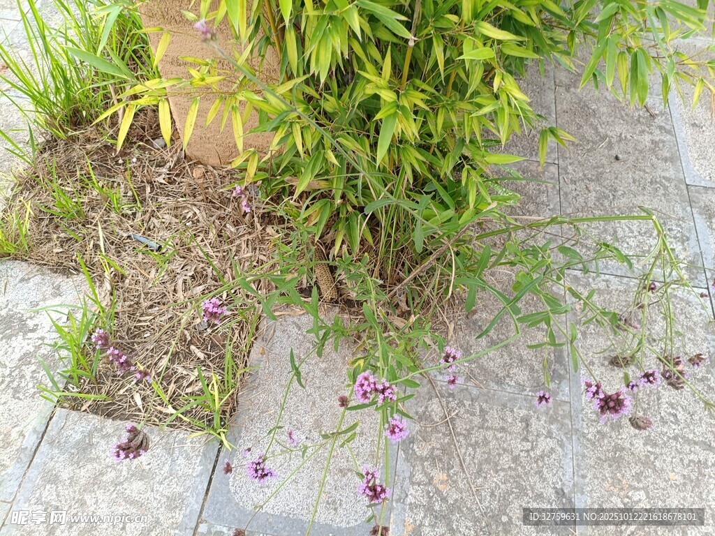 石板旁的绿植与散落花瓣