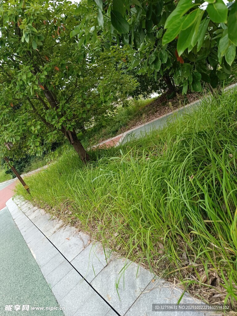 公园小径旁的葱郁草地