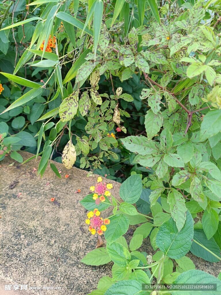 草丛中的艳丽小花