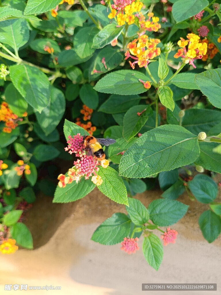 多彩花卉绿植特写