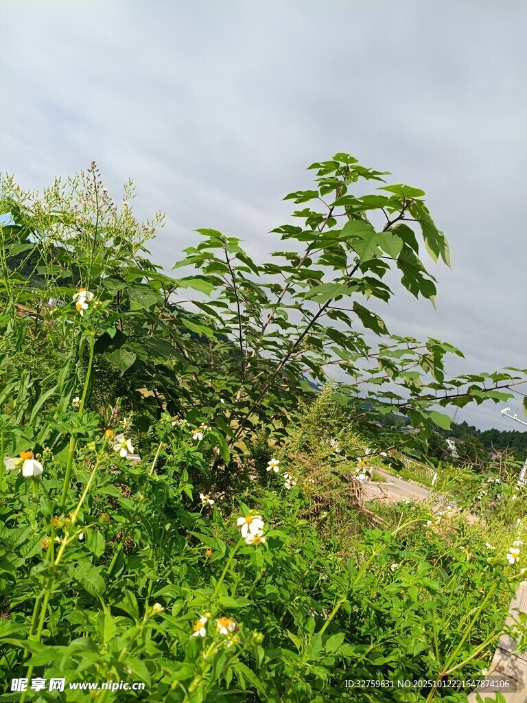 野外绿植景观
