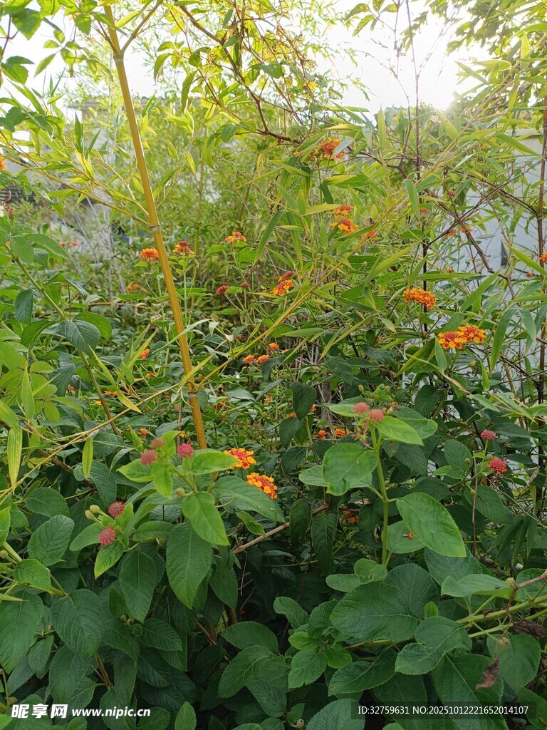绿叶间的橙色小花绽放