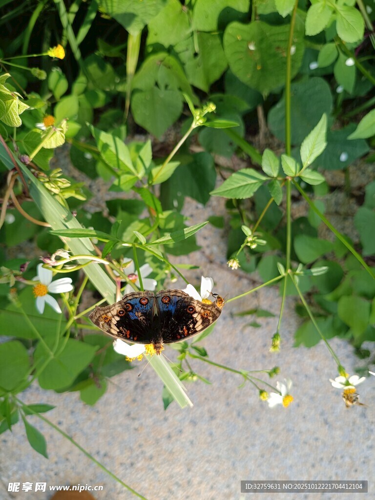 花丛中的多彩昆虫