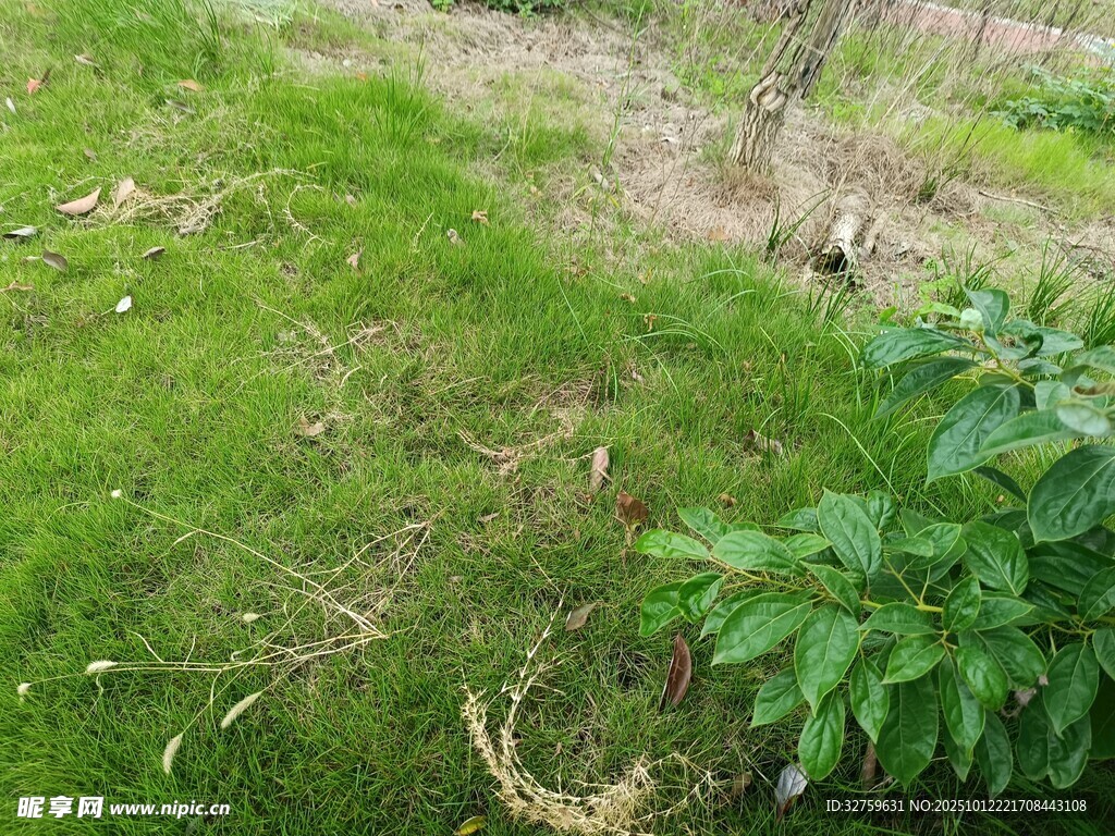 户外草地绿植景象