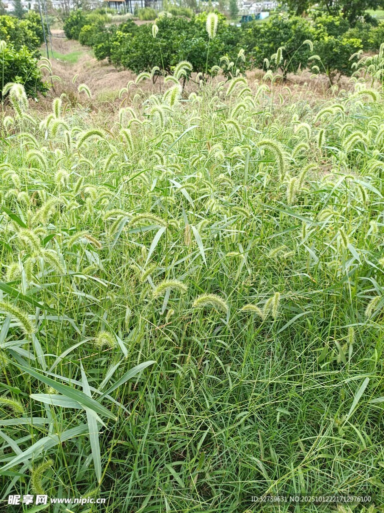 田野中的茂盛绿色草丛