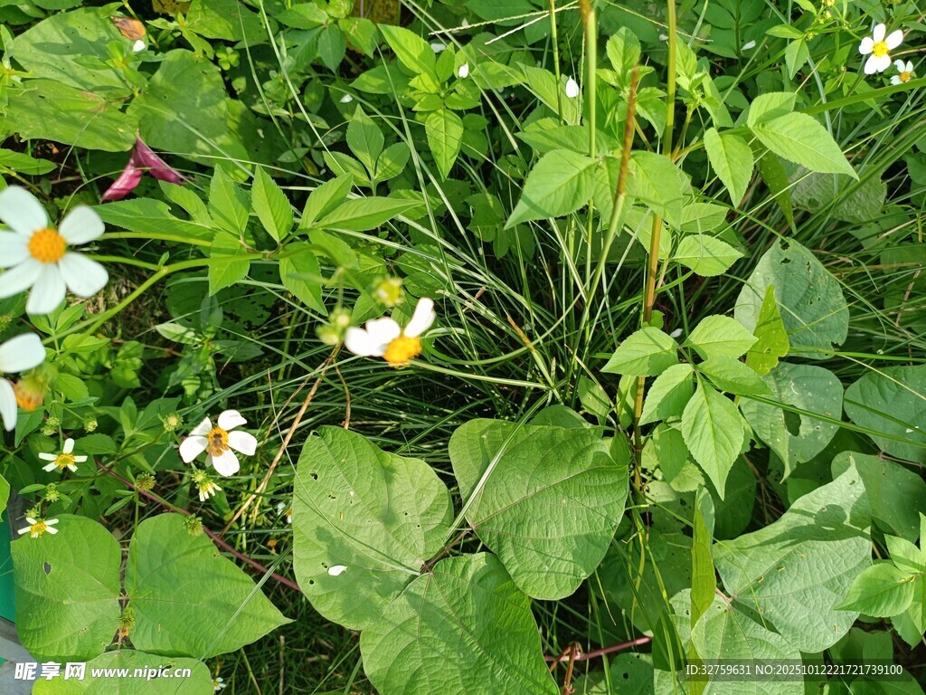绿叶丛中的清新小白花