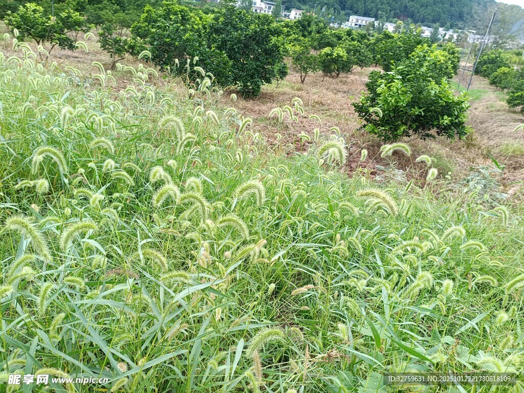 果园中的茂盛绿草