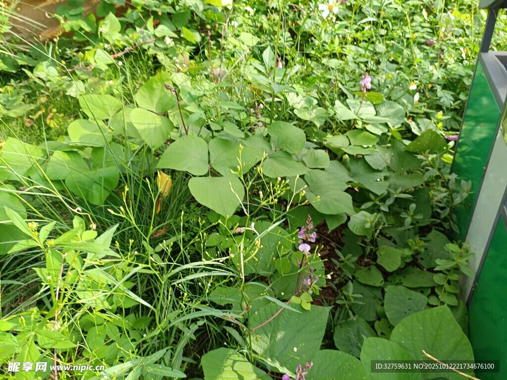 绿意盎然的植物景观