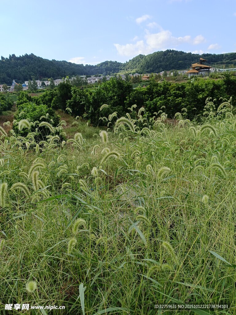 野外繁茂草地风景