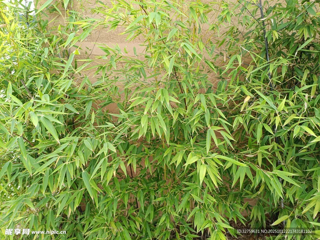 翠绿竹林景致