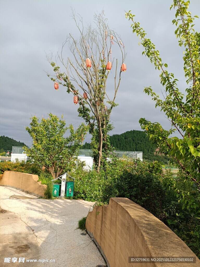 户外自然景观中的小径
