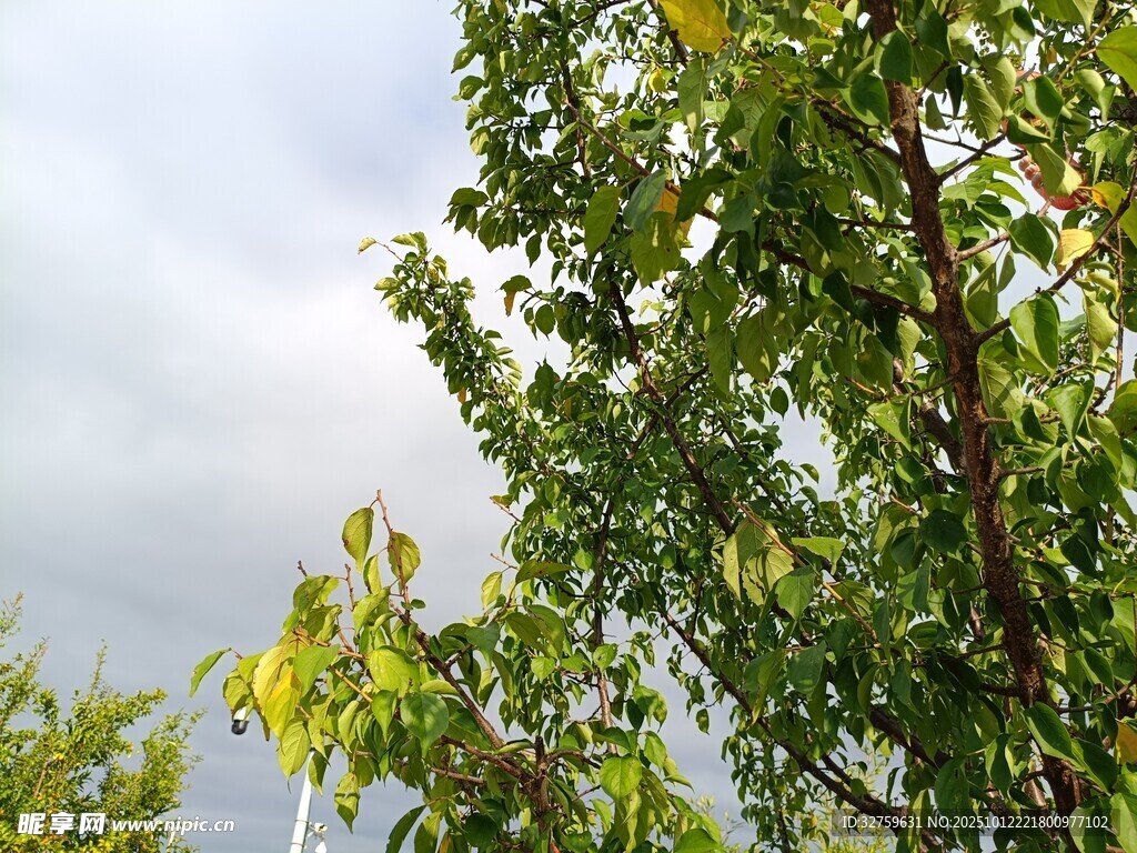 绿树映云景