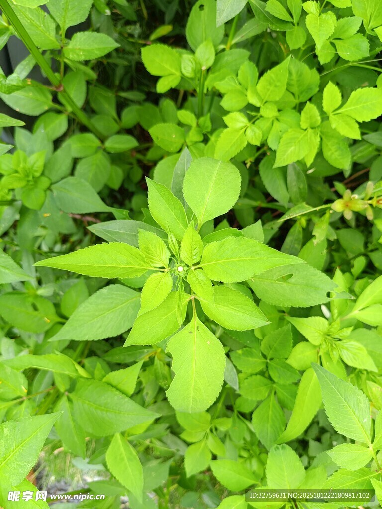 翠绿繁茂的清新植物叶片