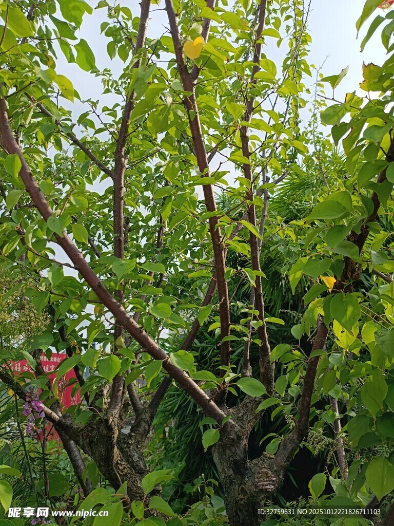 繁茂绿植下的交错枝干