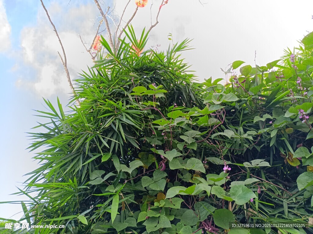 繁茂绿植攀附 