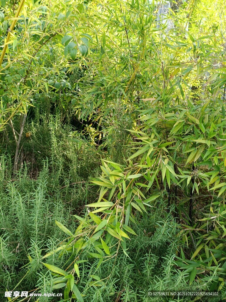 翠绿繁茂的植物景观