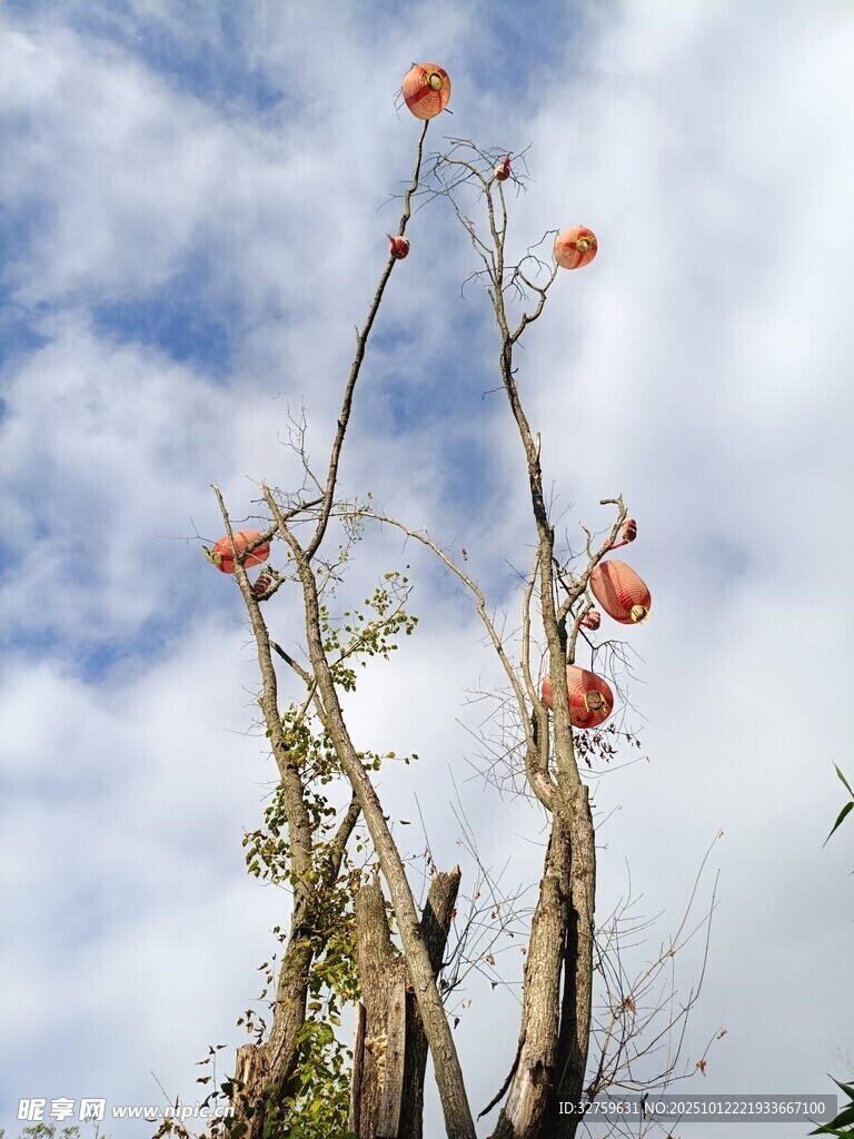 蓝天映衬下的艳丽花朵
