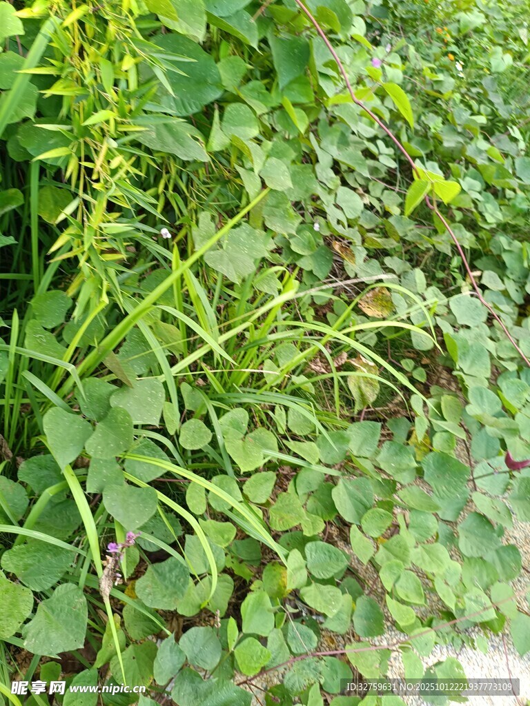 繁茂的绿色植物景观